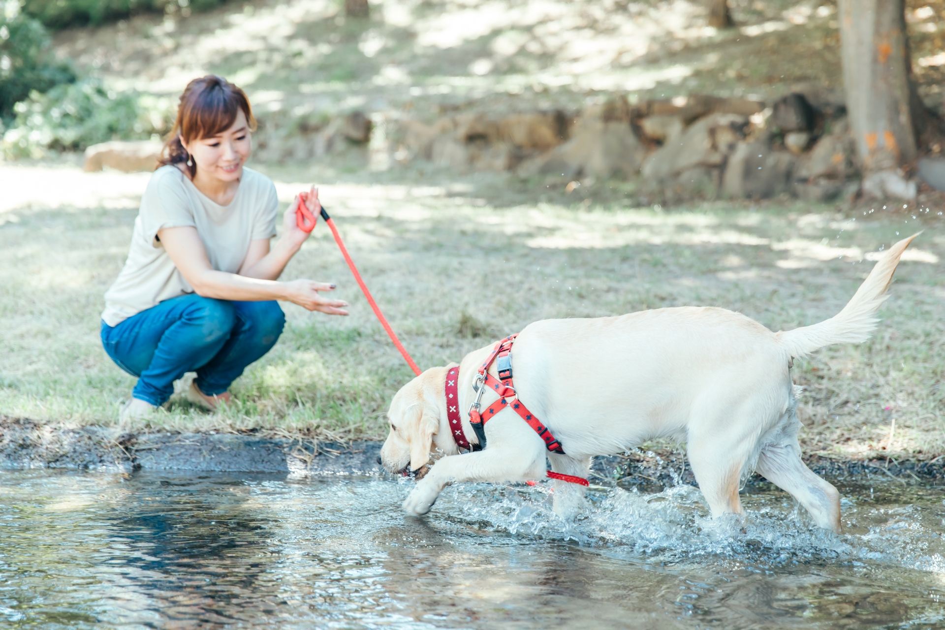 ペットショップときた 仔犬のブリーダー 販売 ペット美容 ホテル ペット霊園