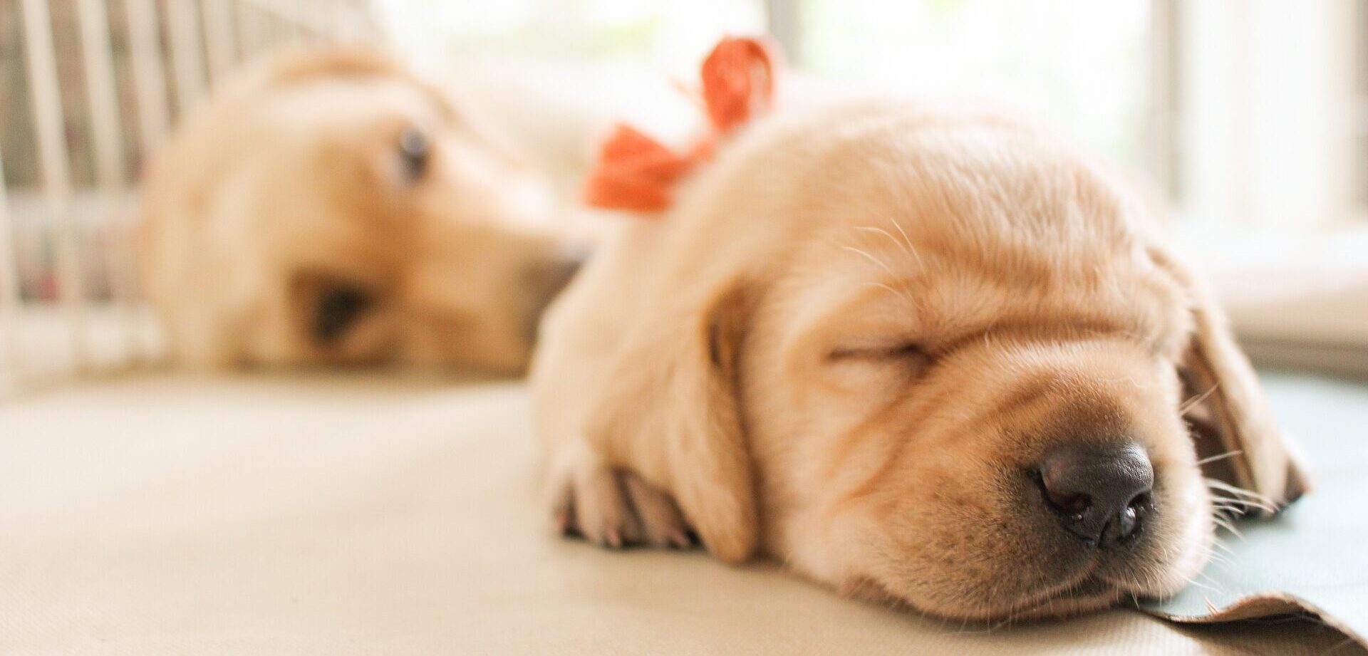 ペットショップときた 仔犬のブリーダー 販売 ペット美容 ホテル ペット霊園