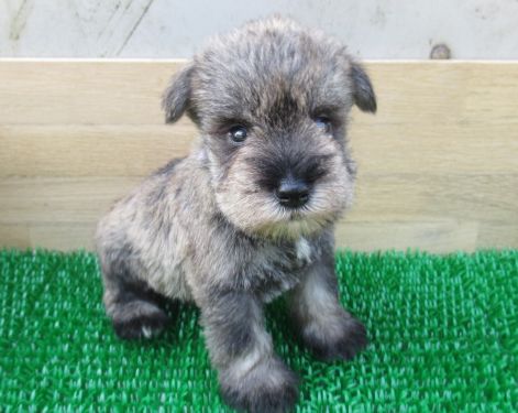 22年7月5日生まれ ミニチュア シュナウザー 007 白 ペットショップときた