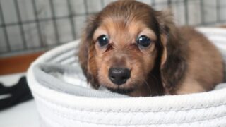 キティ　ストラップ　ダックスフンド　2002年　希少　レア キティ ストラップ ダックスフンド 2002年 希少 レア 激レア