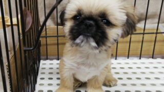 2023年09月3日生まれ:ミックス犬（ペキニーズ×シーズー）No003