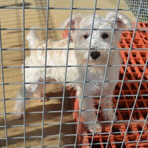 2025年6月18日生まれ：M.シュナウザー（004) 443