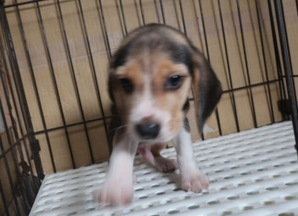 2025年07月01日生まれ:ビーグル犬（アメリカンビーグル）109 - 画像 (5)