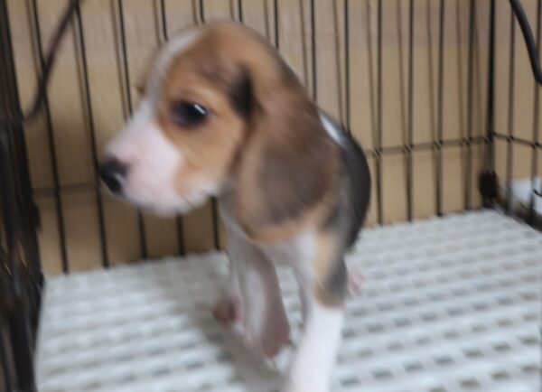 2025年07月01日生まれ:ビーグル犬（アメリカンビーグル）108 - 画像 (9)