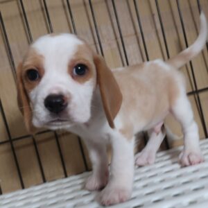 2025年07月01日生まれ:ビーグル犬（アメリカンビーグル）110
