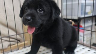 2025年8月10日生まれ:ラブラドール・レトリバー（No001) 786 | ペット