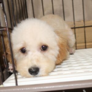 2025年07月03日生まれ:トイプードル (No001)111
