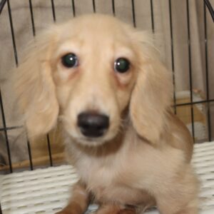 2025年7月16日生まれ:ミニチュアダックスフンド(No003)