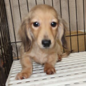 2025年7月16日生まれ:ミニチュアダックスフンド(No002)