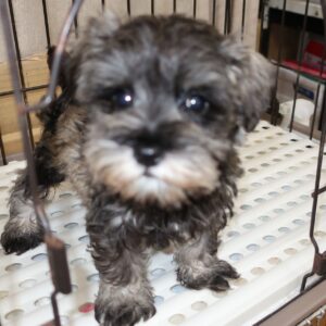 2025年9月05日生まれ: M・シュナウザー（No004) 789