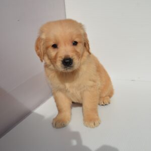 2025年12月31日生まれ:ゴールデン・レトリバー(No001)