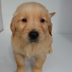 2025年12月31日生まれ:ゴールデン・レトリバー(No002)