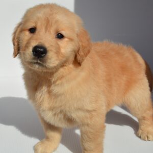 2025年12月31日生まれ:ゴールデン・レトリバー(No003)