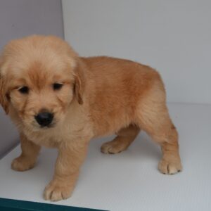 2025年12月31日生まれ:ゴールデン・レトリバー(No004)