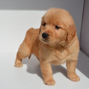 2025年12月31日生まれ:ゴールデン・レトリバー(No005)