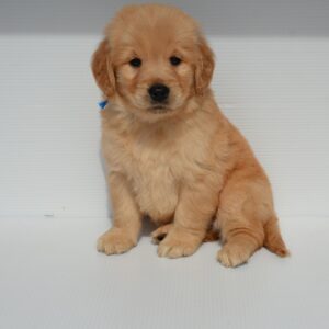 2025年12月31日生まれ:ゴールデン・レトリバー(No006)