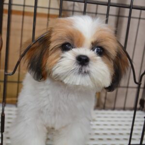 2025年12月2日生まれ: シーズー（No001)