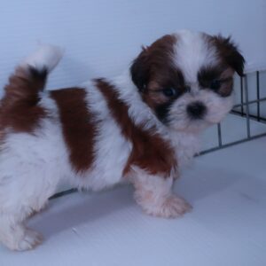 2025年12月1日生まれ: シーズー(No002)