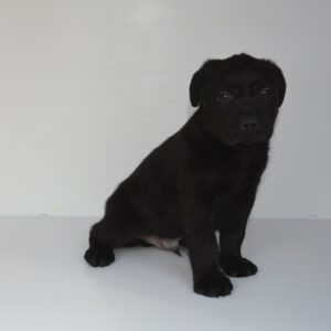 2026年01月14日生まれ:ラブラドール・レトリバー(No001) 574