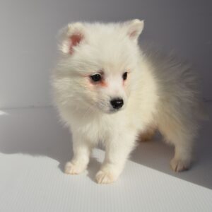 2026年1月19日生まれ：日本スピッツ（001) 398