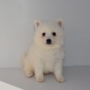 2026年1月19日生まれ：日本スピッツ（002) 399