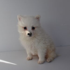 2026年1月19日生まれ：日本スピッツ（003) 397