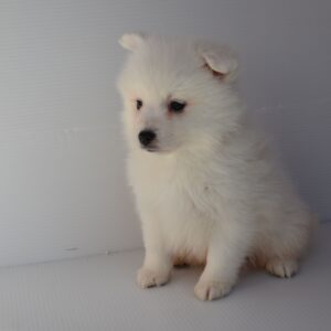 2026年1月19日生まれ：日本スピッツ（003) 396