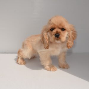 2025年12月29日生まれ:A・コッカースパニエル