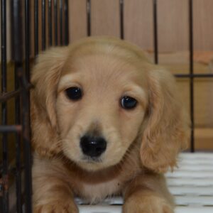 2026年02月08日生まれ:ミニチュアダックスフンド　No402