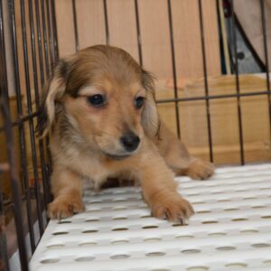 2026年02月08日生まれ:ミニチュアダックスフンド　No400