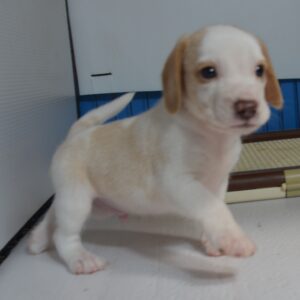 2026年07月26日生まれ:ビーグル犬 No001