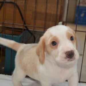 2026年07月26日生まれ:ビーグル犬 No002