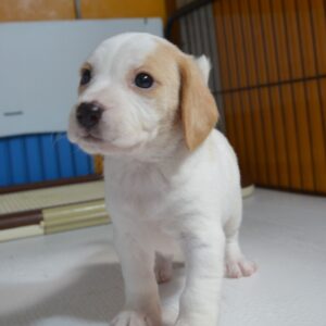 2026年07月26日生まれ:ビーグル犬 No003