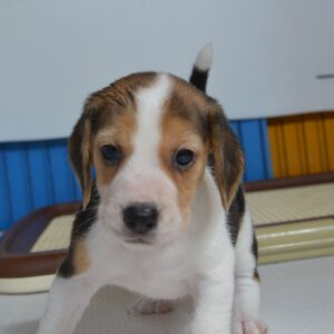 2026年07月26日生まれ:ビーグル犬 No004