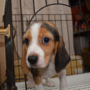 2026年07月27日生まれ:ビーグル犬　№001