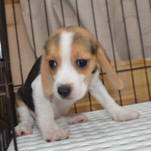 2026年07月27日生まれ:ビーグル犬　№002