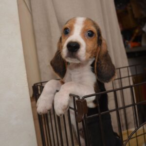 2026年07月27日生まれ:ビーグル犬　№001