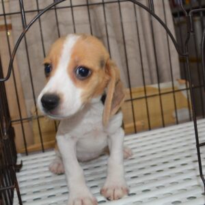2026年07月27日生まれ:ビーグル犬　№002